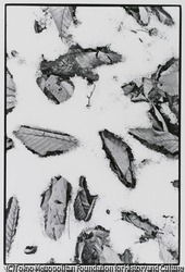 作品画像:雪と落葉