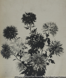 作品画像:植物(菊B)