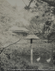 作品画像:上野動物園 丹頂鶴