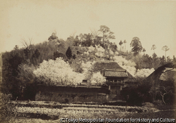 作品画像:満開の桜の寺