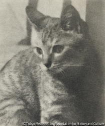 作品画像:猫のロジエール
