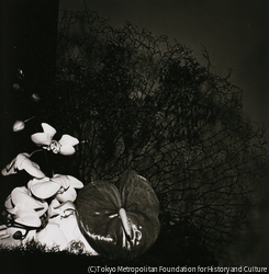作品画像: