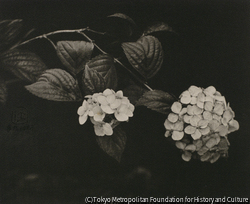 作品画像:紫陽花