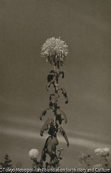 作品画像：（菊花）