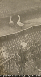 作品画像:雨催ひ