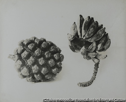 作品画像:植物(実)