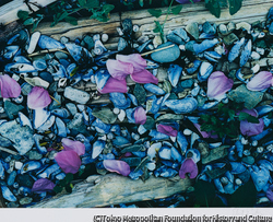 作品画像:浜辺のばらの花びら、メイン州グレート・スプルース・ヘッド島