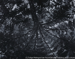 作品画像:夢の島Ⅱ、1989