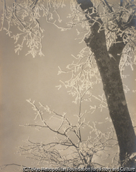 作品画像：雪珊瑚