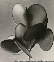 作品画像:Objet Natural A