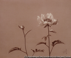 作品画像:芍薬