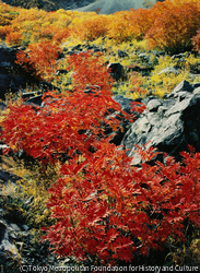 作品画像:ナナカマド紅葉、穂高涸沢付近