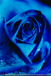 作品画像:flowers