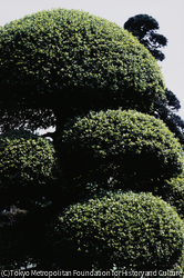 作品画像: