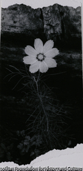 作品画像: