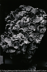 作品画像:原爆熱線結合 ビール栓