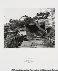 作品画像:松の木 住吉神社 住吉町 1,400m