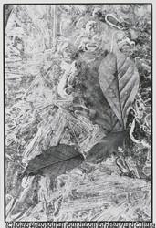 作品画像:氷と落葉