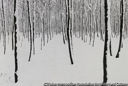 作品画像:雪の雑木林