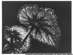 作品画像:植物