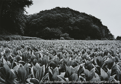 作品画像:三閉伊、遠野