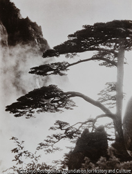 作品画像：黄山迎客松
