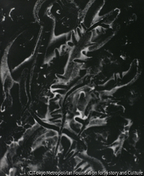 作品画像: