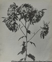 作品画像:植物(菊A)