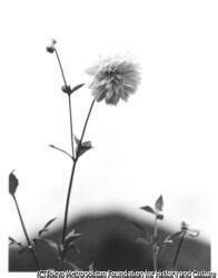 作品画像:(花)