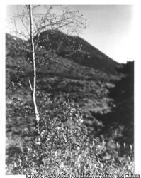 作品画像:木と山