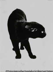 作品画像:ねこ