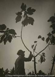 作品画像:(植物と人)