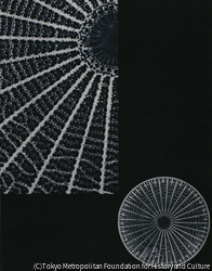 作品画像:18