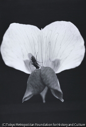 作品画像:エンドウの花
