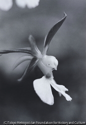 作品画像:エビネの花