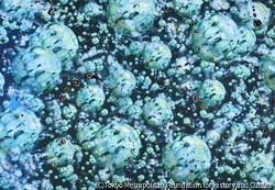 作品画像:発熱するイメージ=白虎社