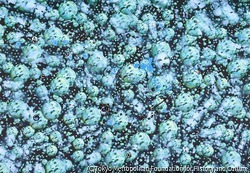 作品画像:発熱するイメージ=白虎社