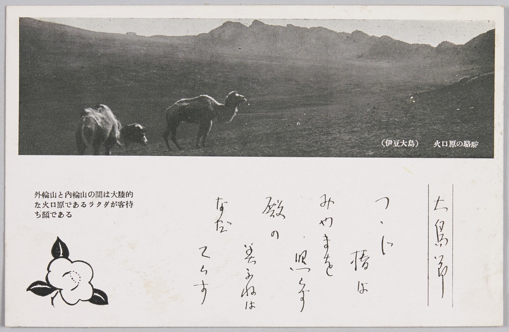 作品画像:伊豆大島三原山 火口原の駱駝