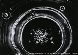 作品画像: