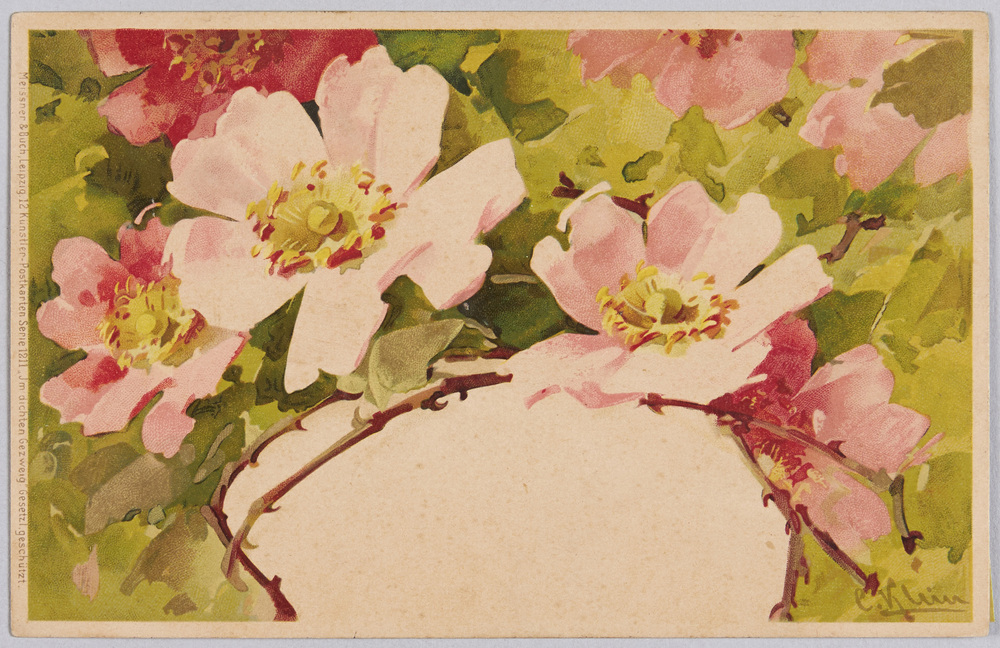 作品画像：植物　絵葉書　野ばら