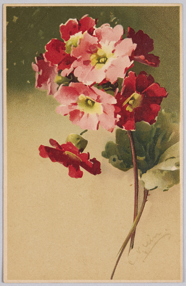 作品画像:植物 絵葉書 桜草