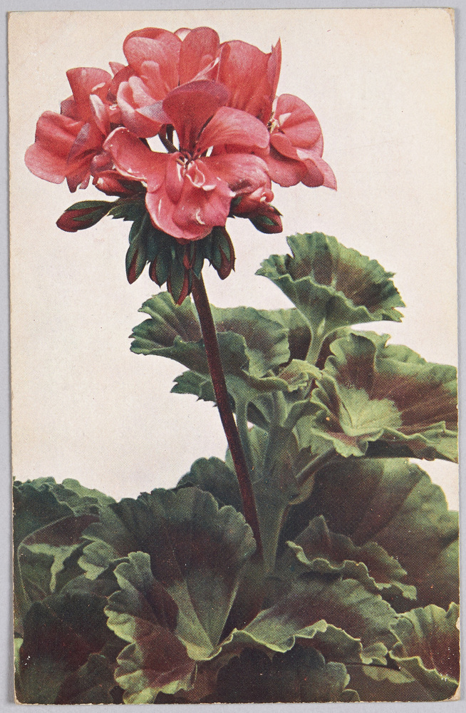 作品画像:植物 絵葉書 ゼラニウム