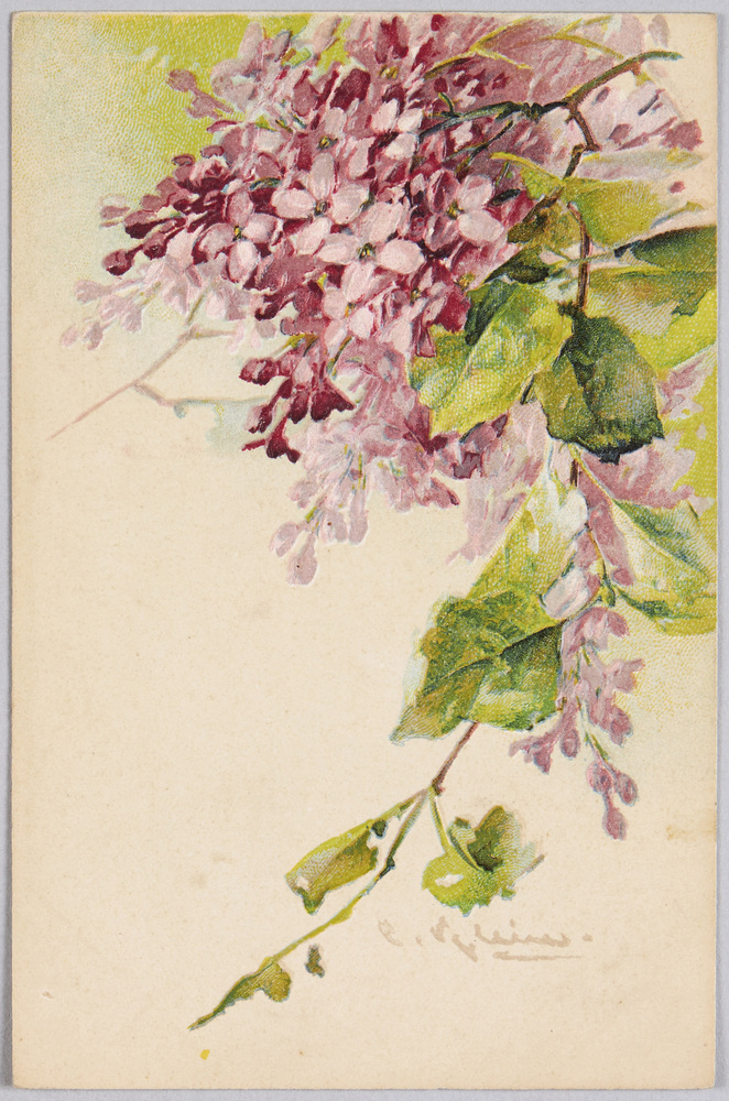 作品画像:植物 絵葉書 リラ
