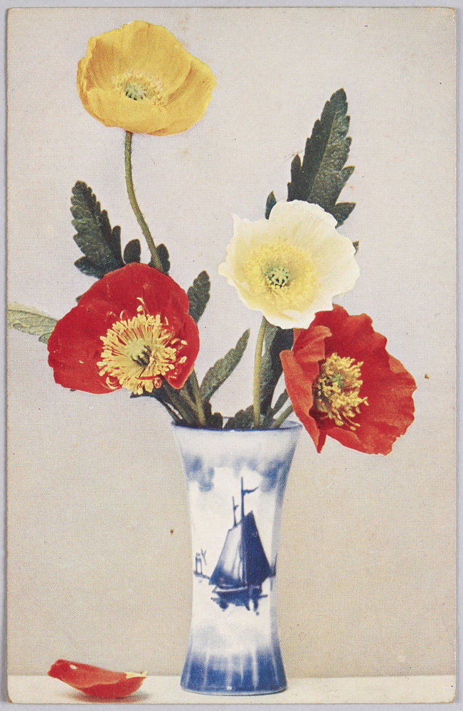 作品画像：植物　絵葉書　ひなげし