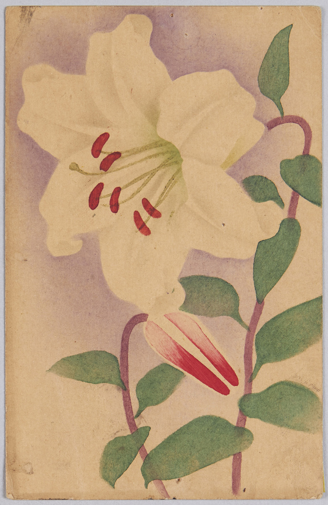 作品画像:植物 絵葉書 白百合