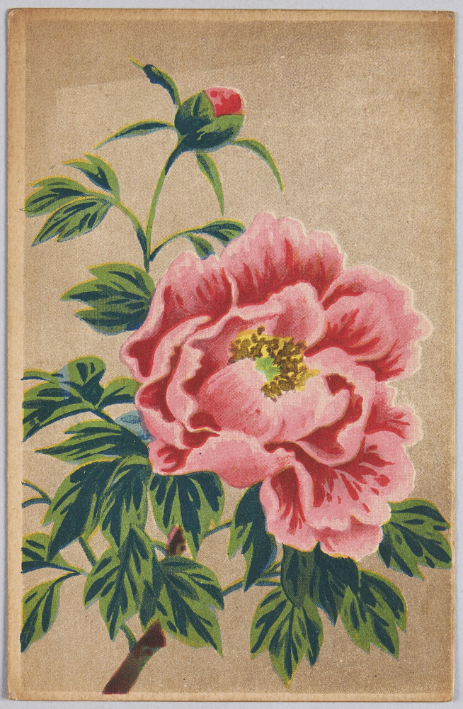 作品画像:植物 絵葉書 牡丹