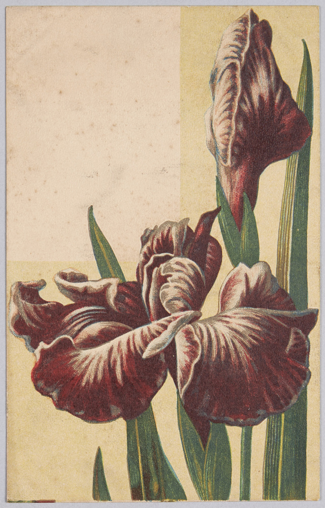 作品画像:植物 絵葉書 菖蒲