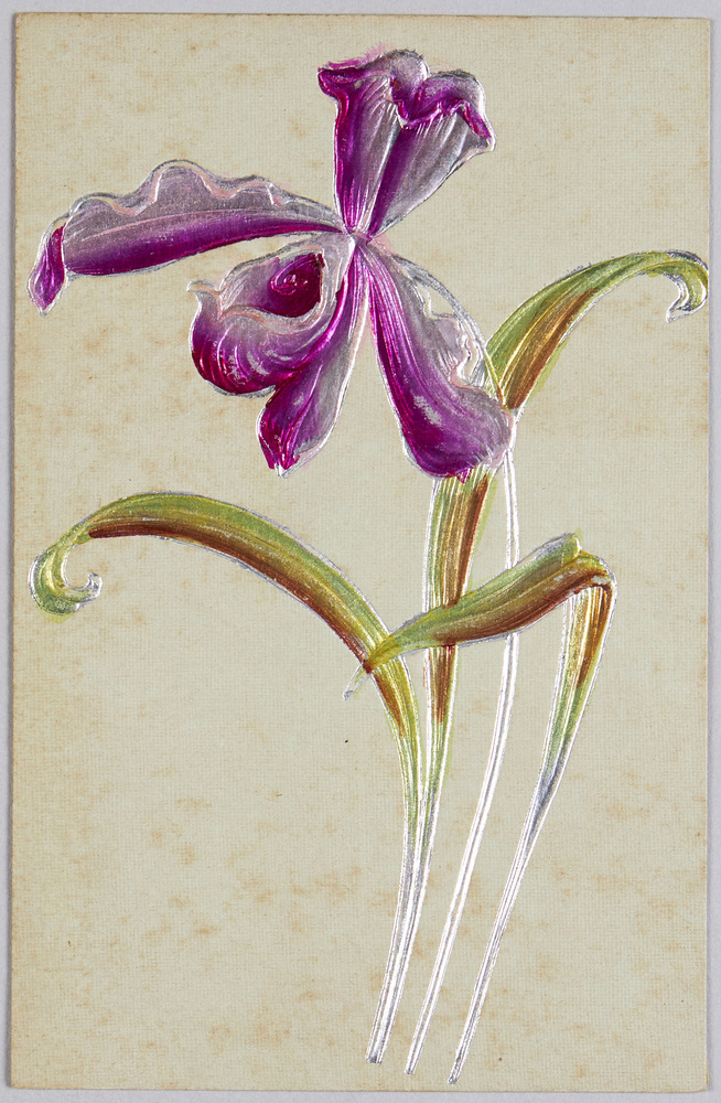 作品画像:植物 絵葉書 カトレア