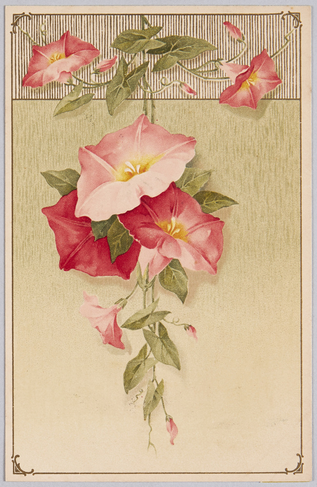 作品画像:植物 絵葉書 昼顔