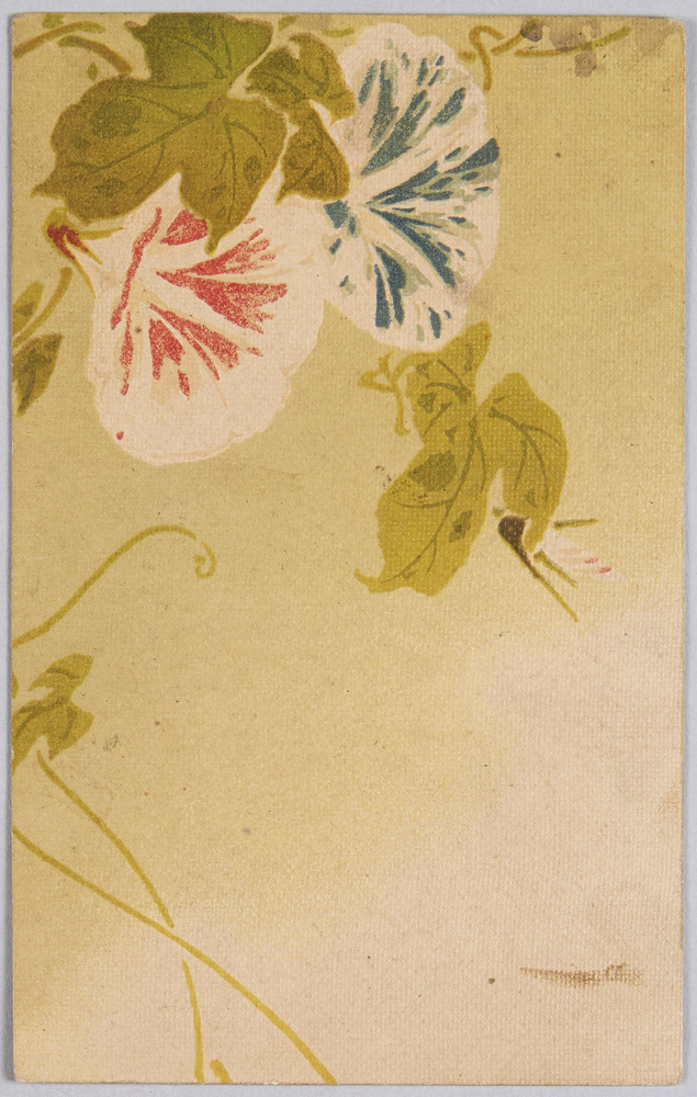 作品画像：植物　絵葉書　朝顔